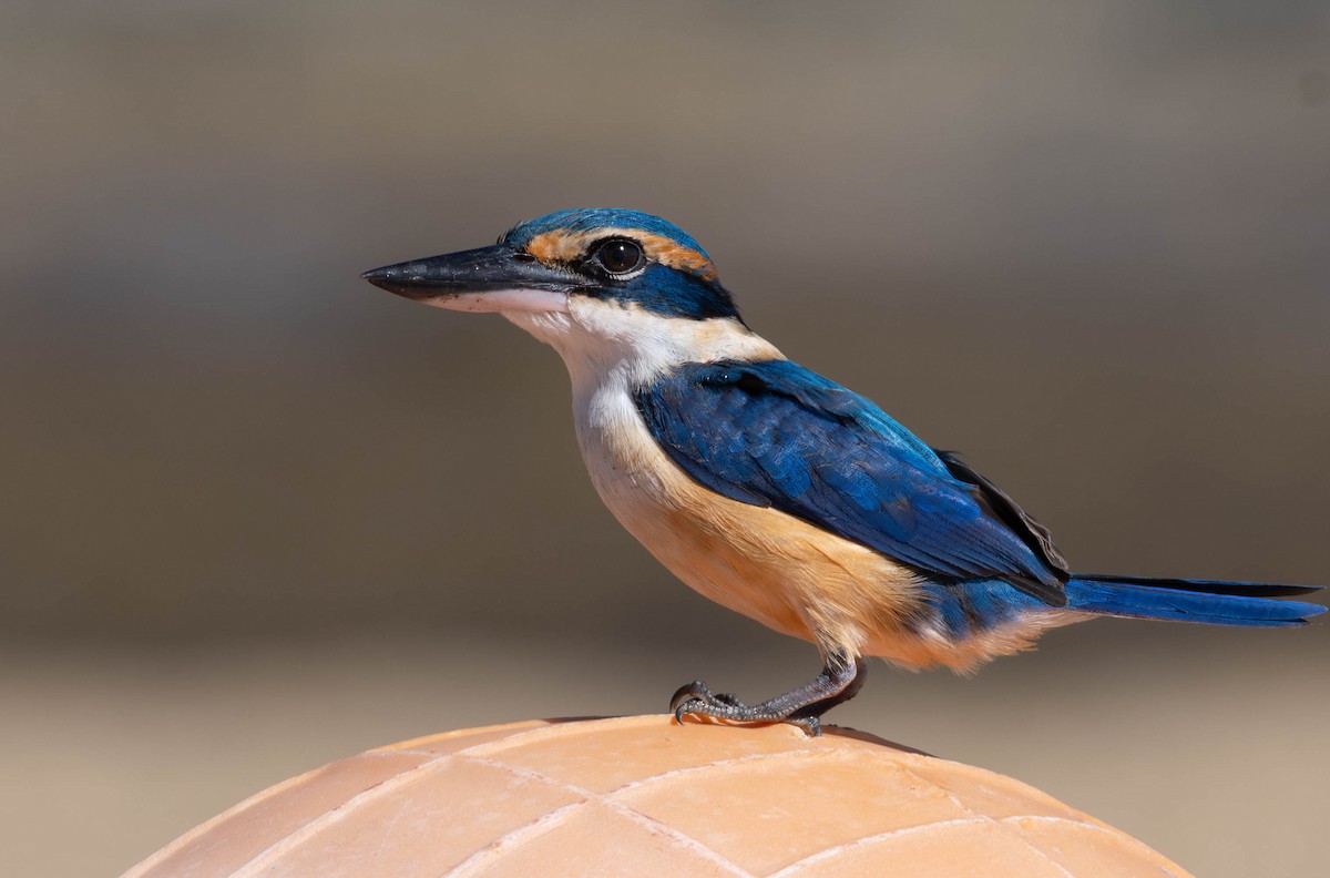 Pacific Kingfisher - ML622283995