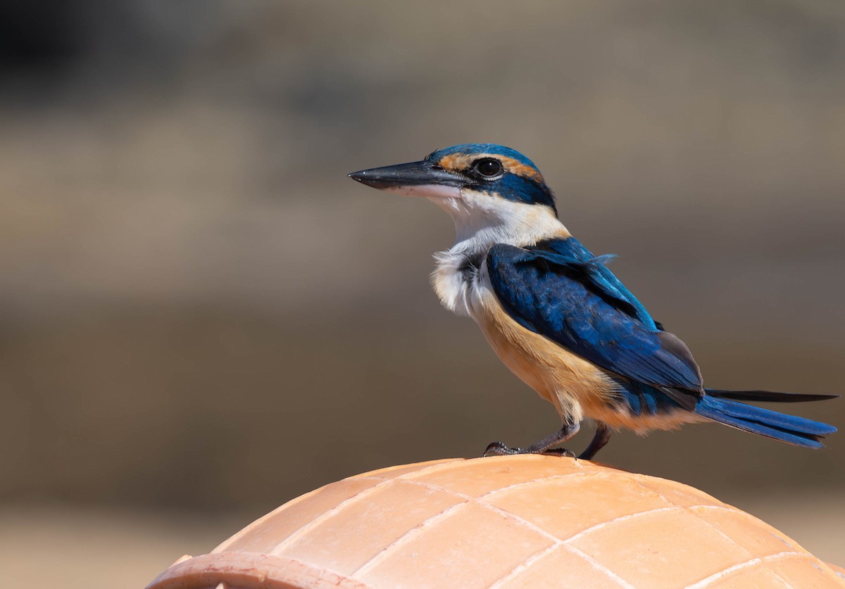 Pacific Kingfisher - ML622283996