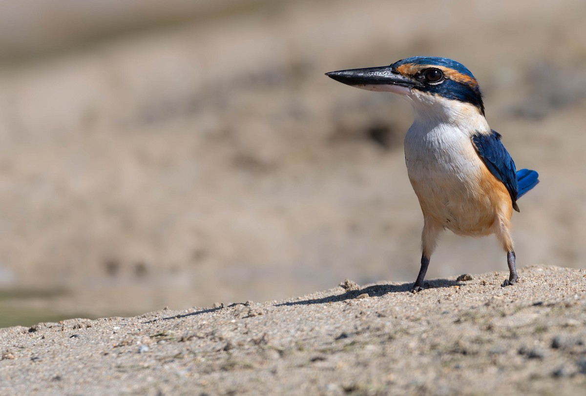 Pacific Kingfisher - ML622283997