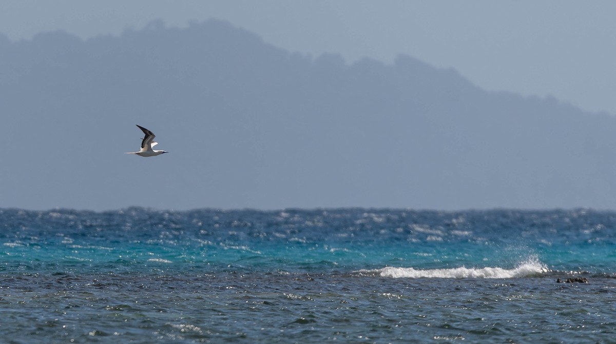 Red-footed Booby - ML622284000