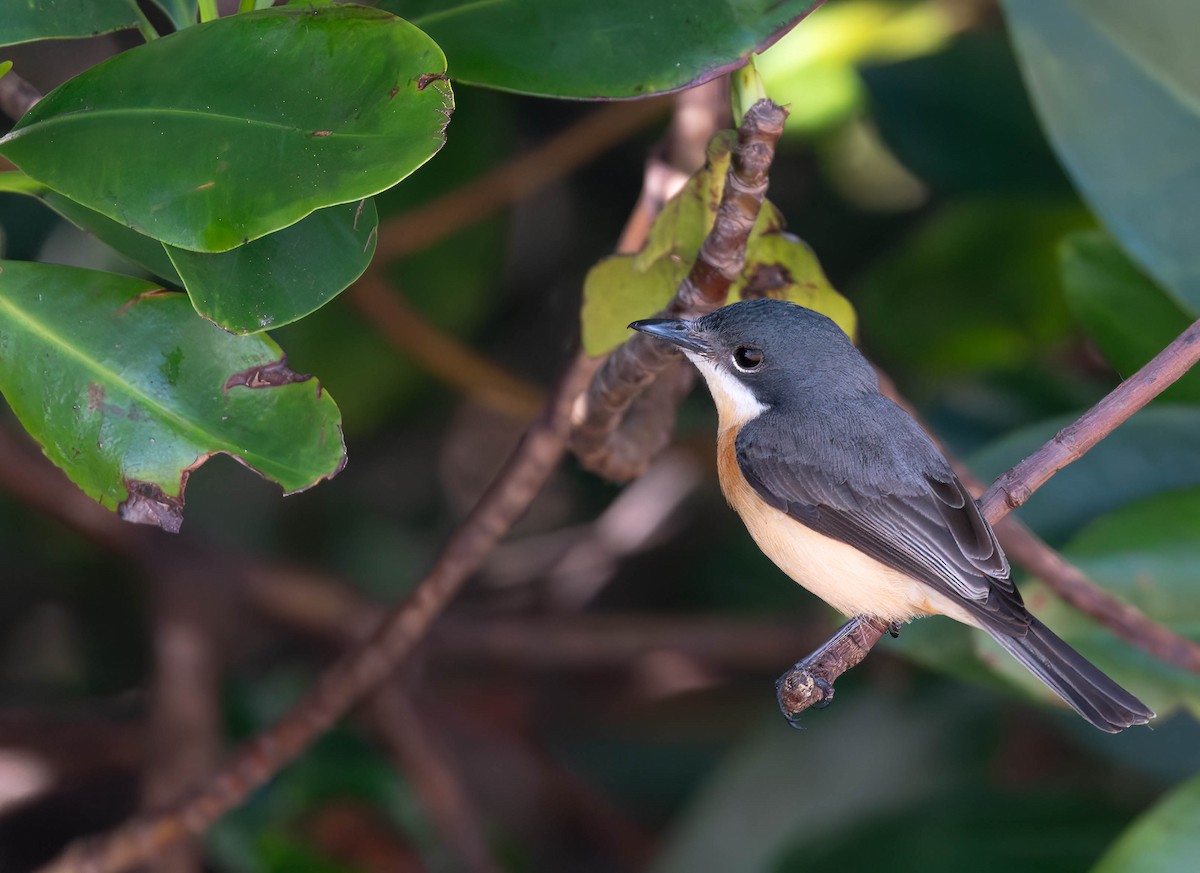 Vanikoro Flycatcher - ML622284001