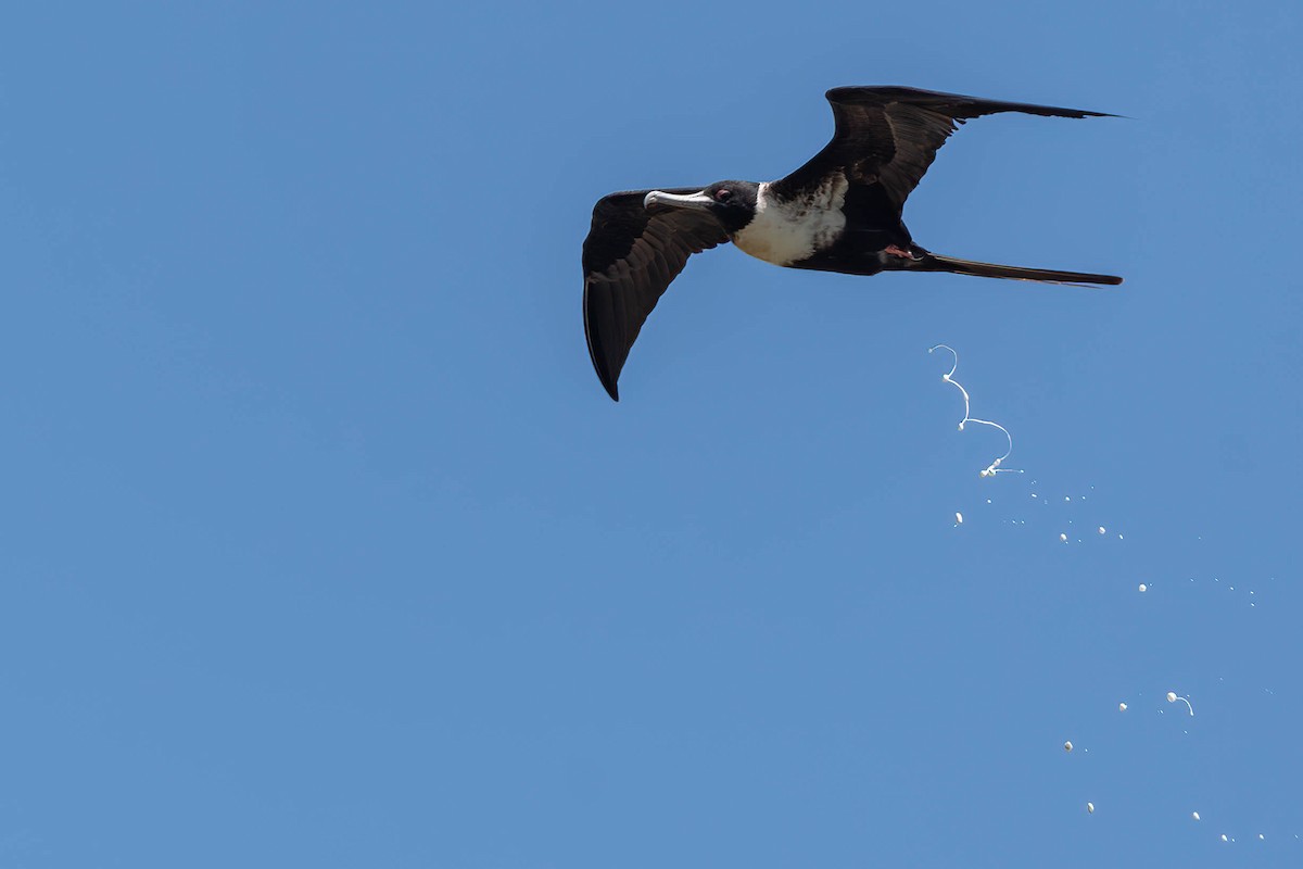 Lesser Frigatebird - ML622284002