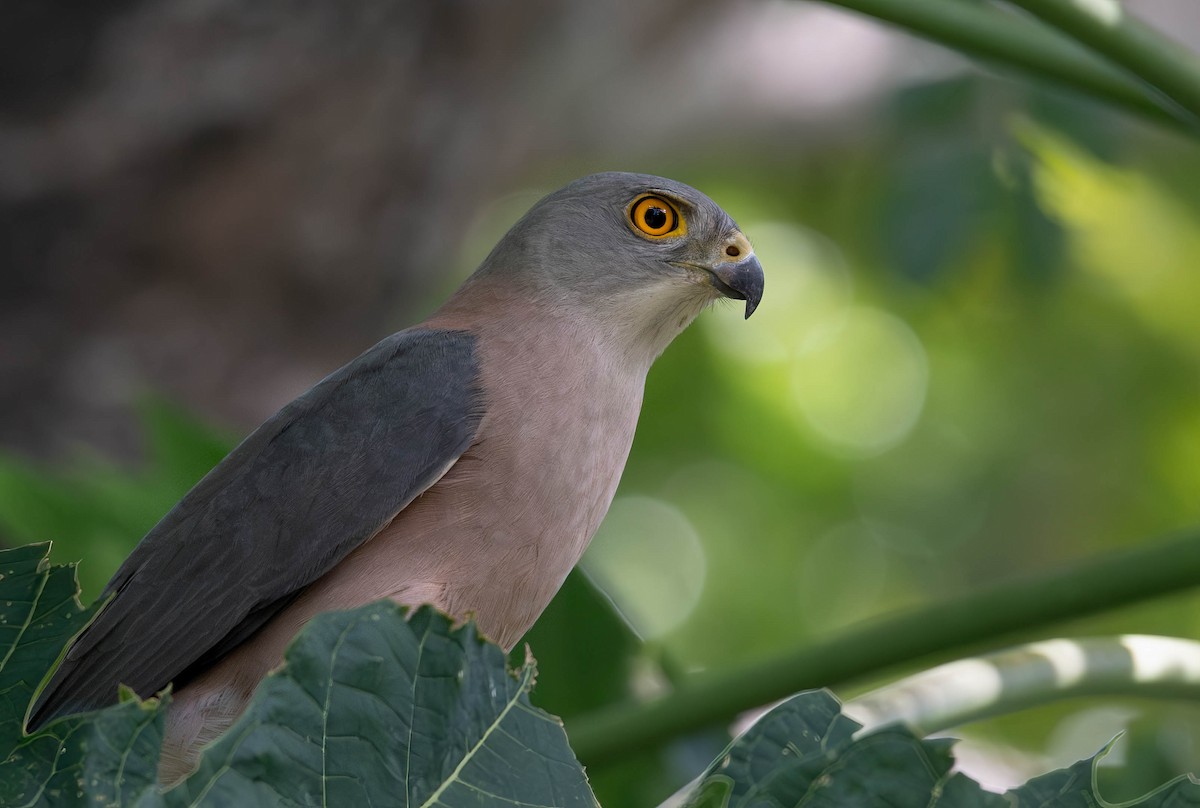 Fiji Goshawk - ML622284004