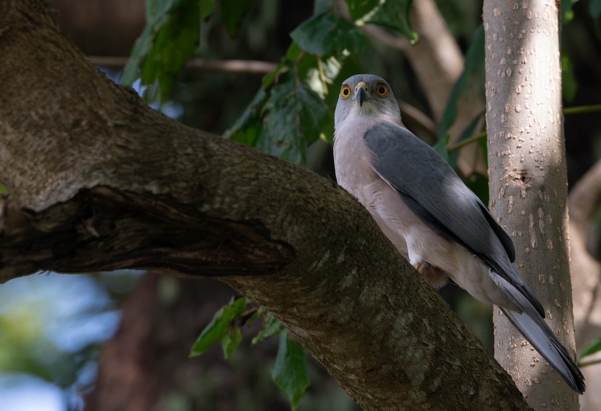 Fiji Goshawk - ML622284005