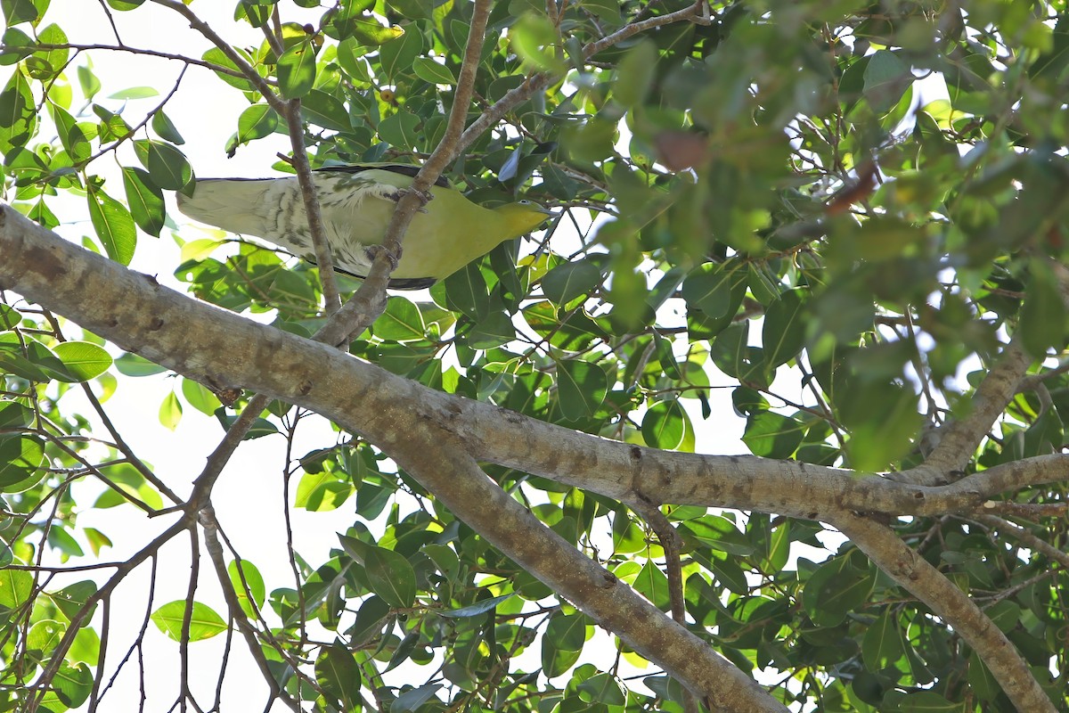 Buru Green-Pigeon - ML622284055