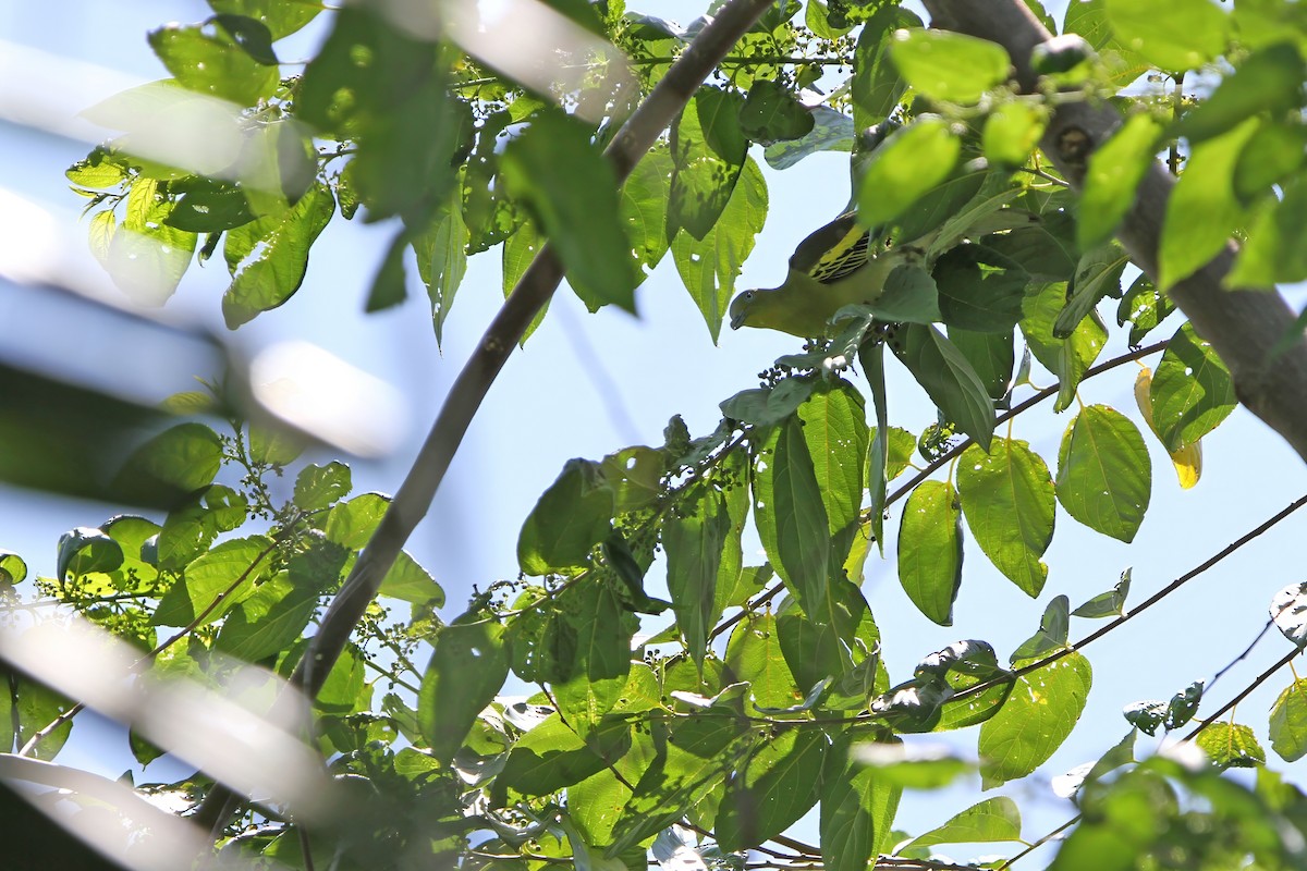 Buru Green-Pigeon - ML622284056