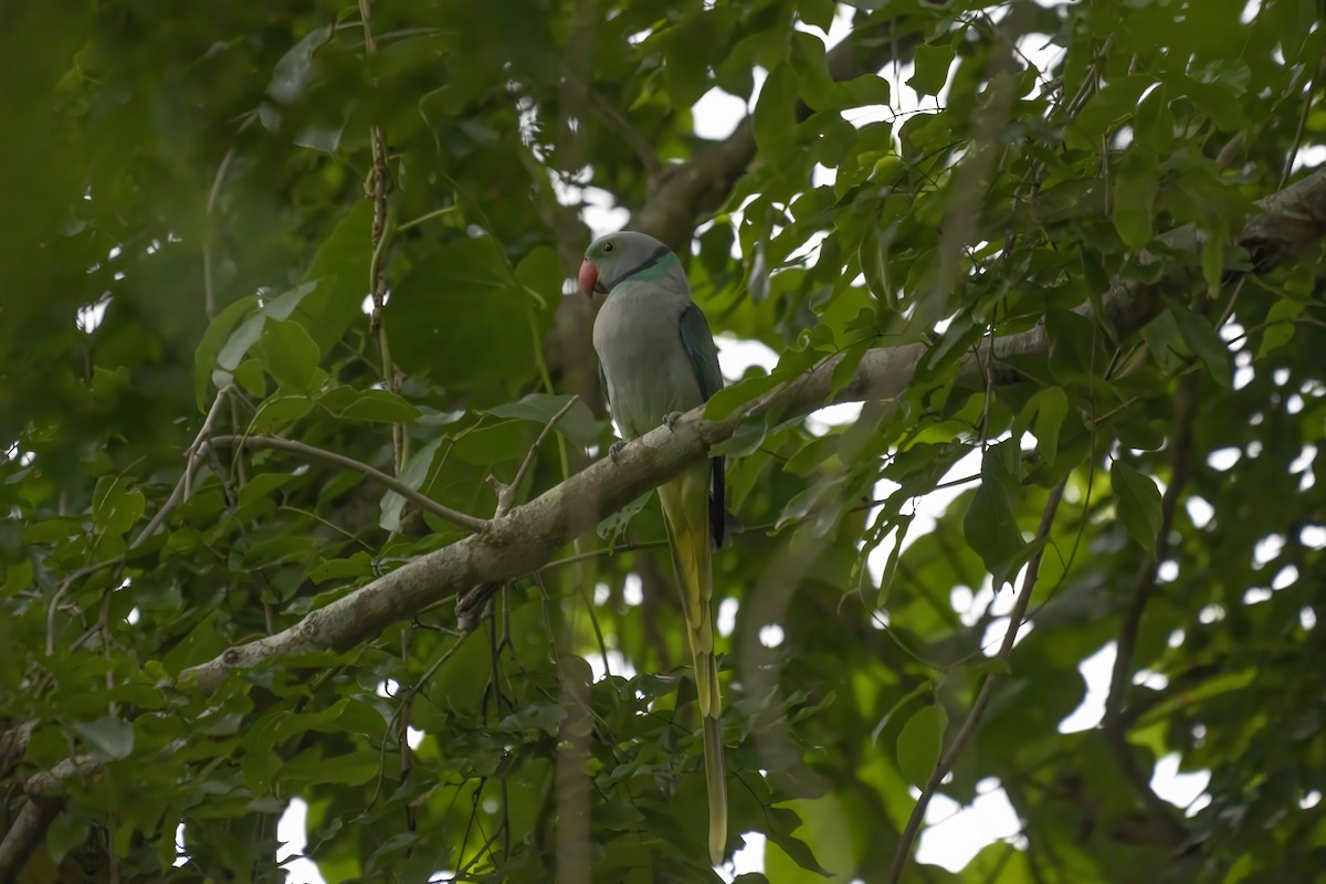 Malabar Parakeet - ML622284057