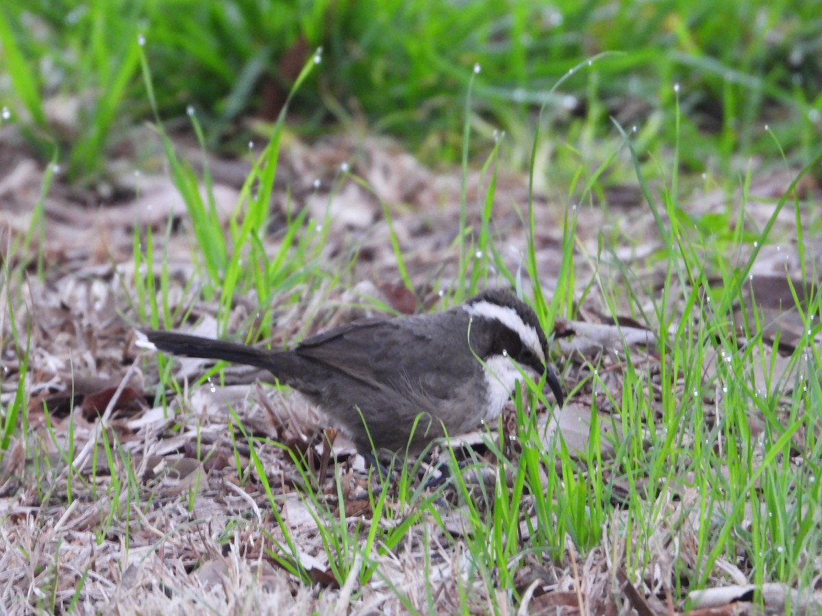 White-browed Babbler - ML622284062