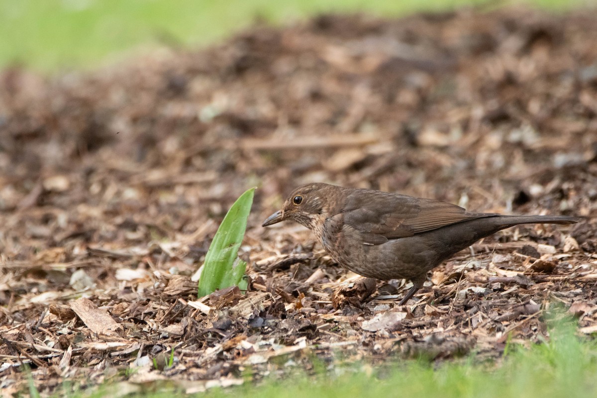 Eurasian Blackbird - Yoon Lee