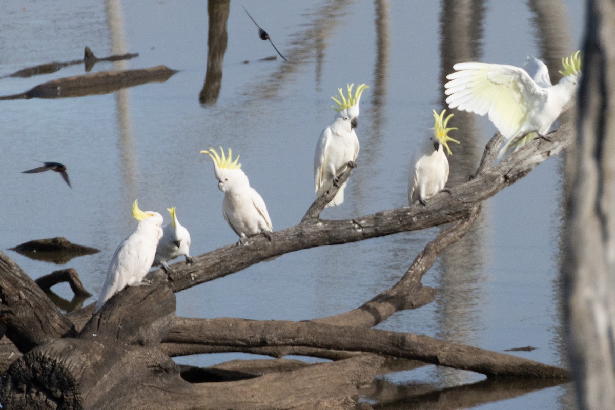 Sulphur-crested Cockatoo - ML622284109