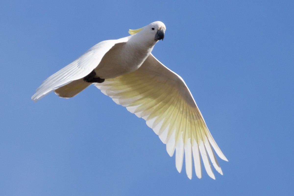 Sulphur-crested Cockatoo - ML622284110