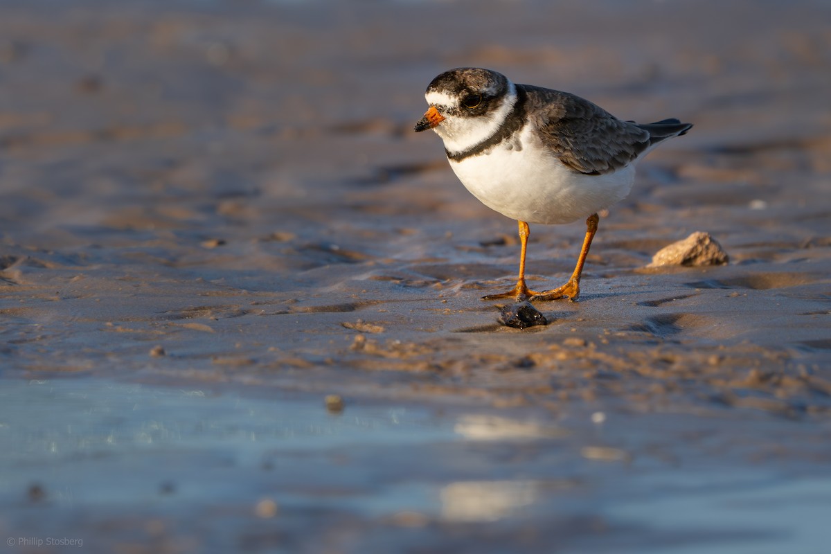 Semipalmated Plover - ML622284112