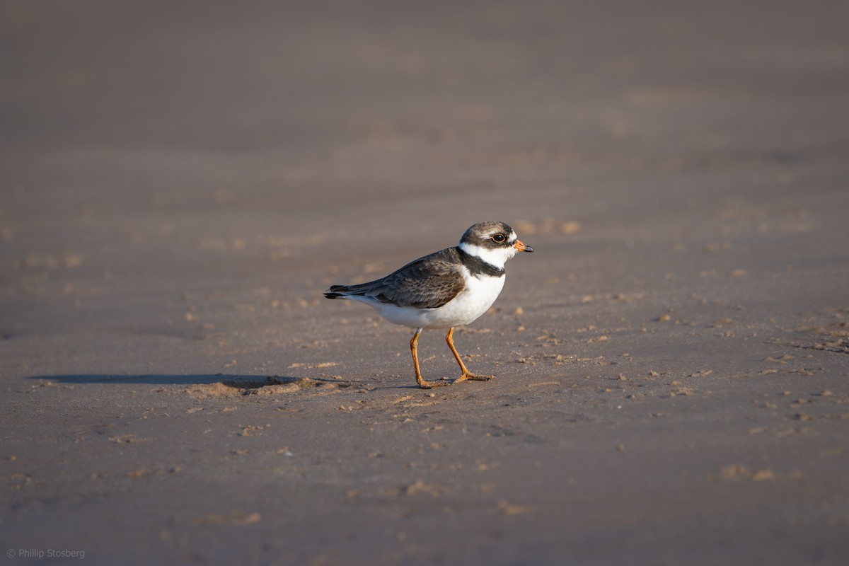 Semipalmated Plover - ML622284114