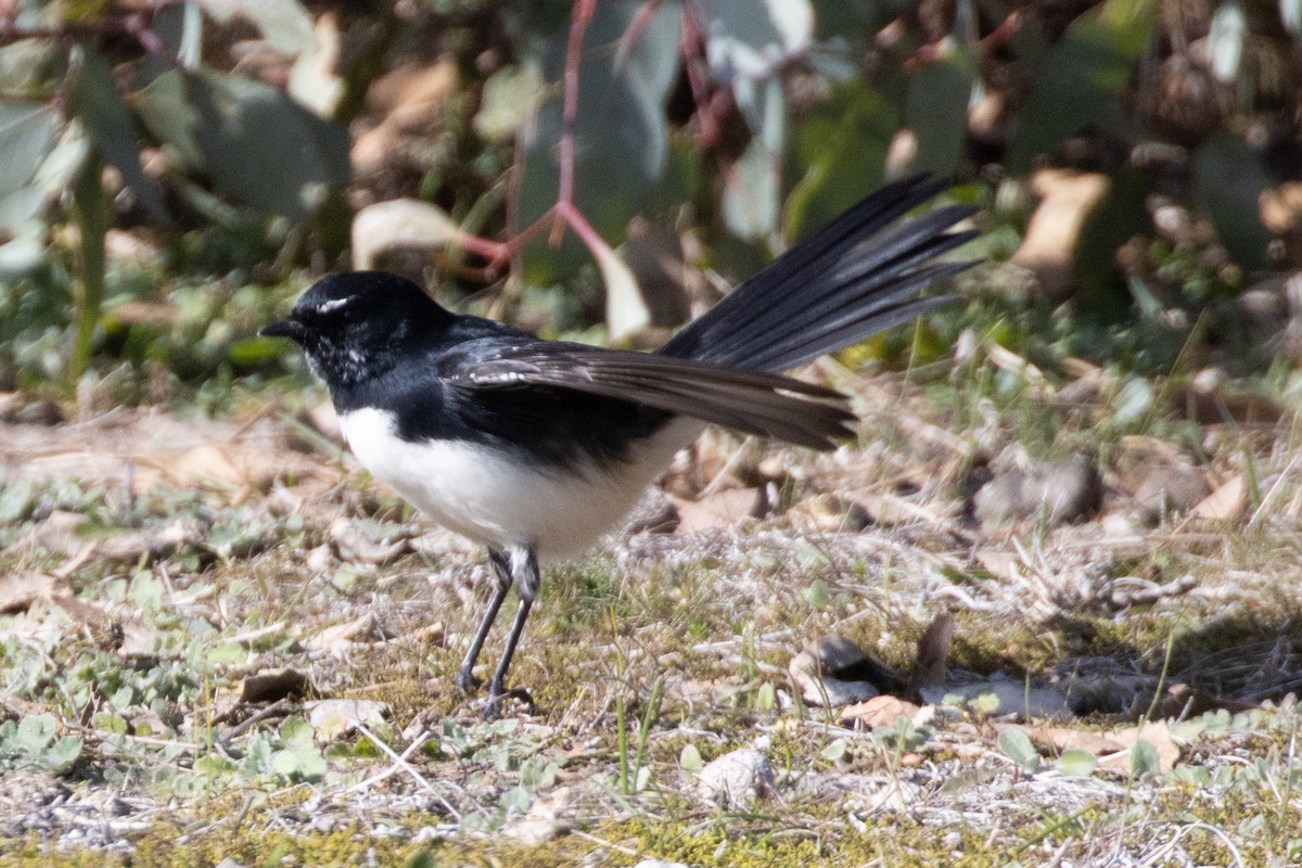 Willie-wagtail - ML622284115