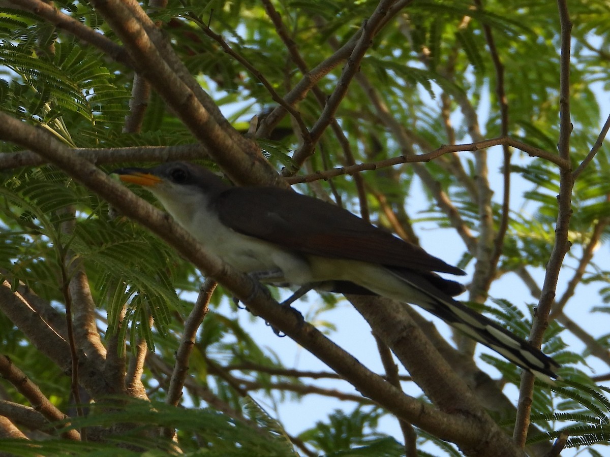 Yellow-billed Cuckoo - ML622284117