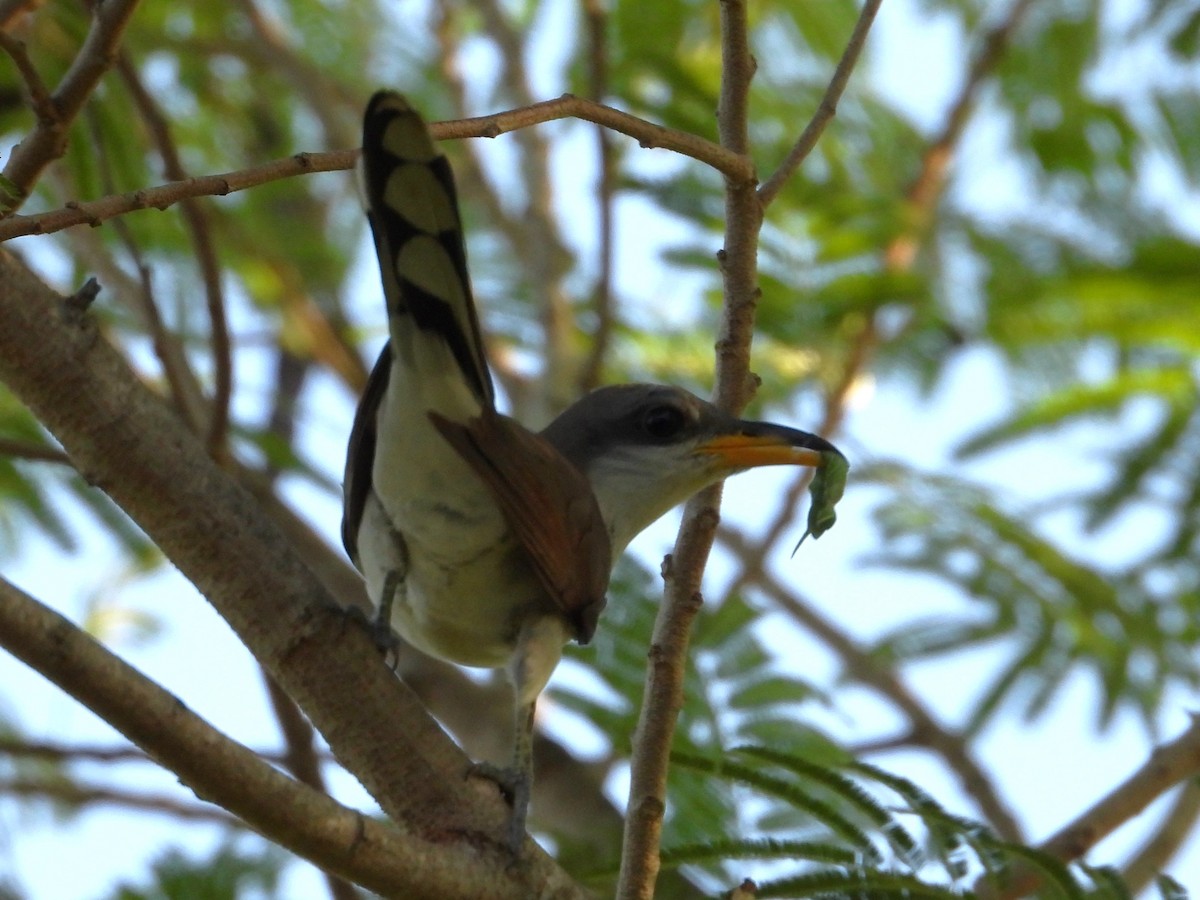 Yellow-billed Cuckoo - ML622284118