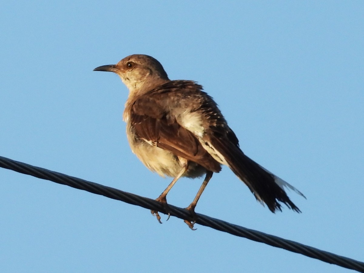 Northern Mockingbird - ML622284119