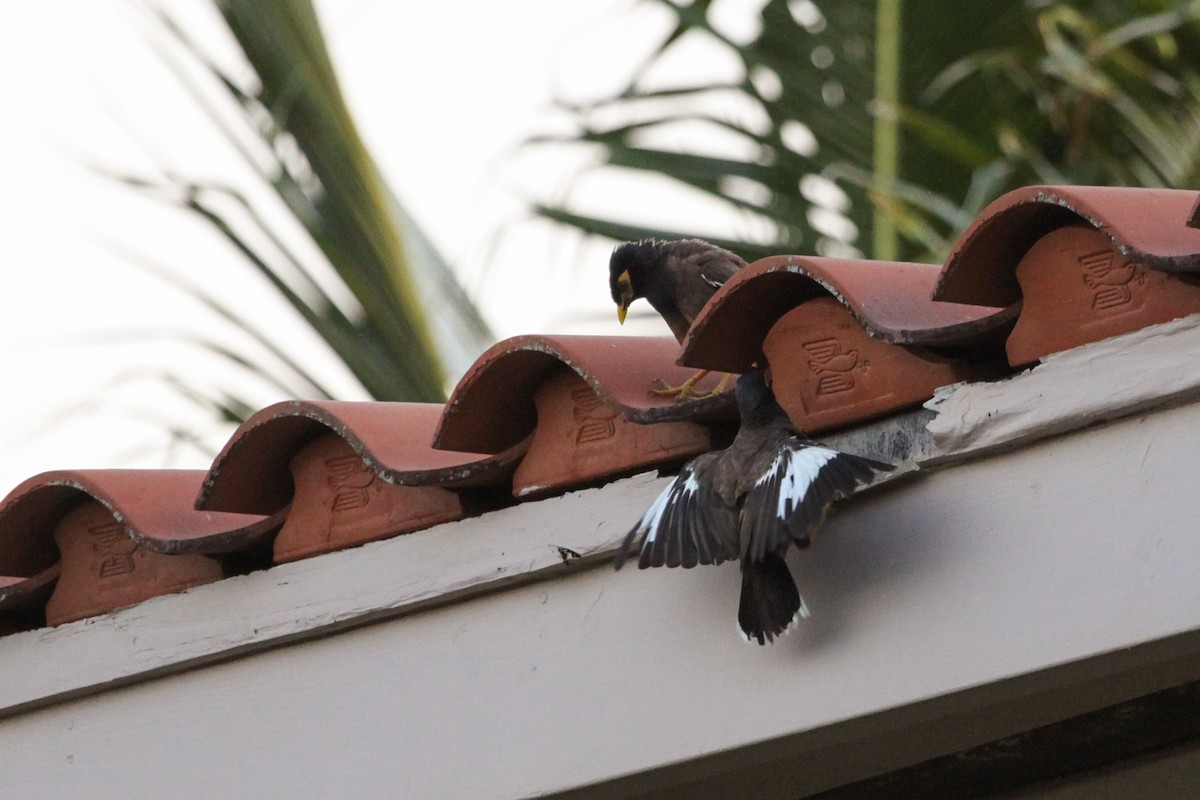 Common Myna - Anika Balint