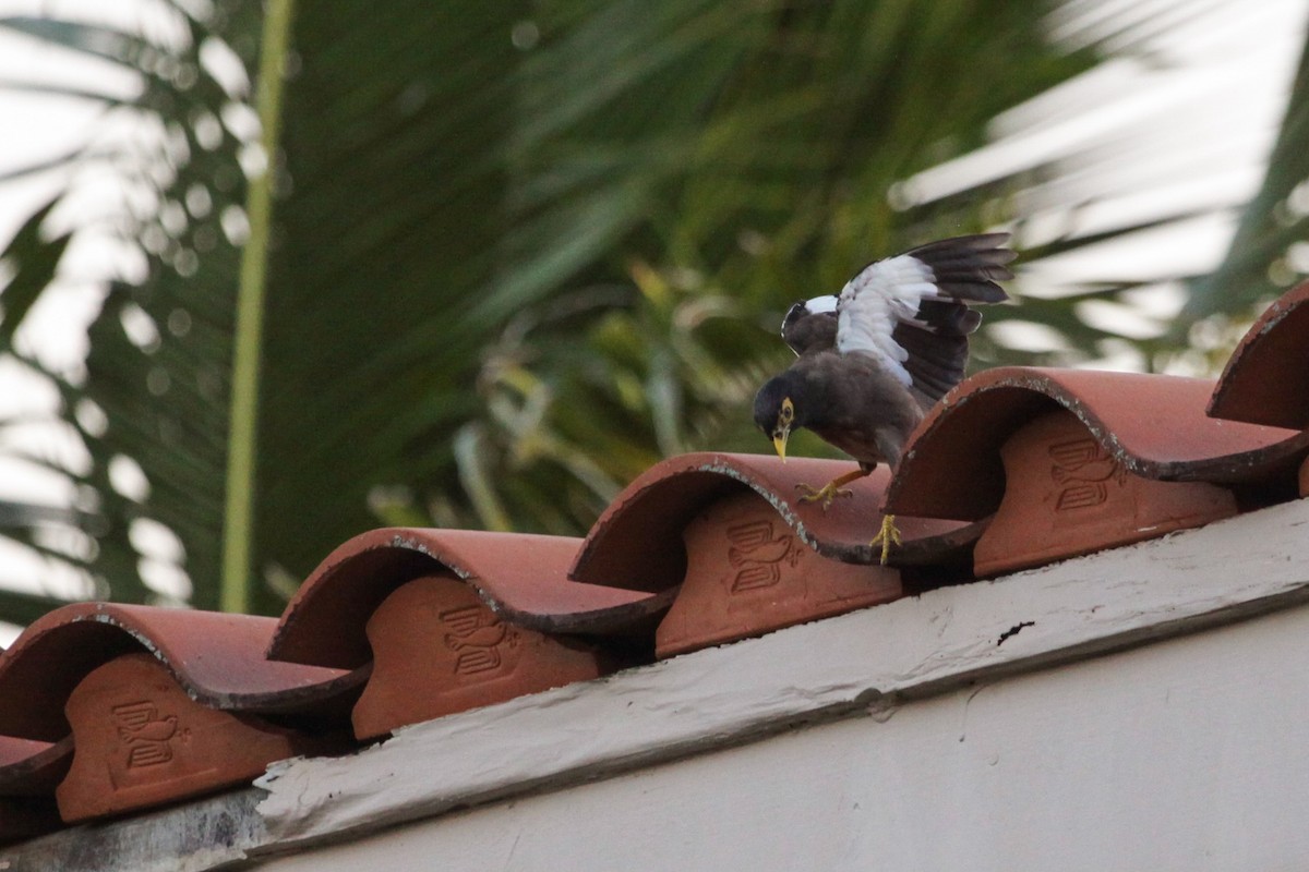 Common Myna - Anika Balint