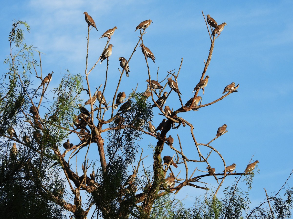 White-winged Dove - ML622284125