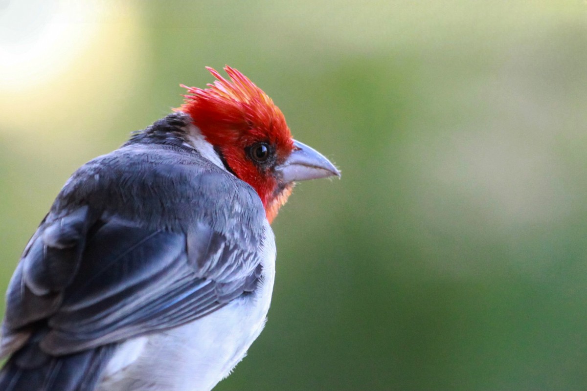 Red-crested Cardinal - ML622284126