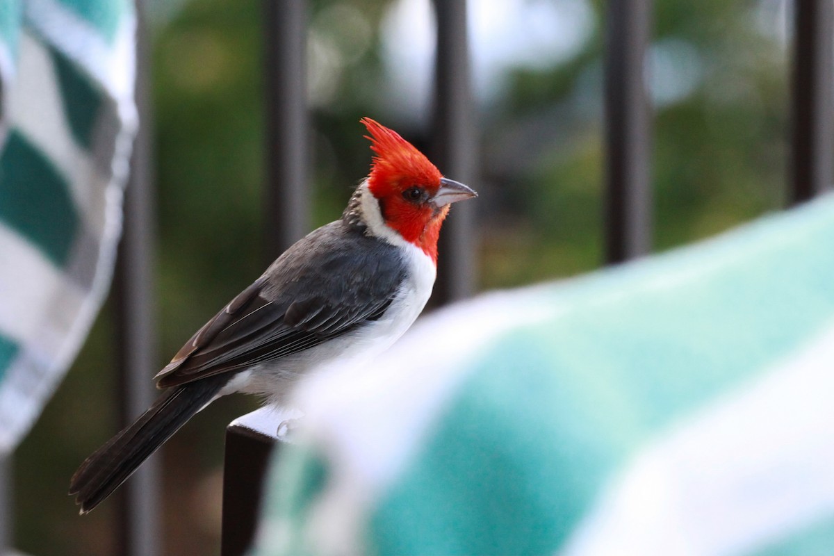 Red-crested Cardinal - ML622284128