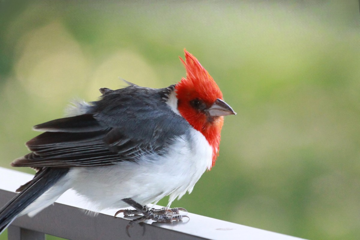 Red-crested Cardinal - ML622284129