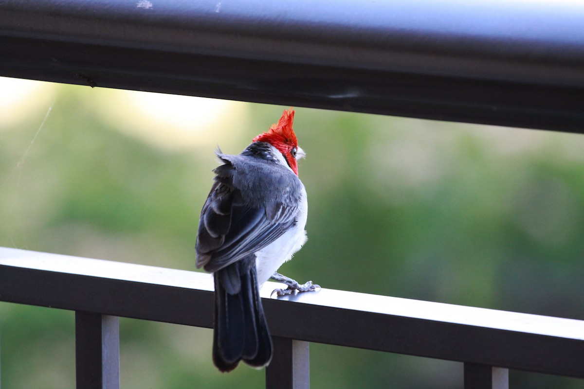 Red-crested Cardinal - ML622284130