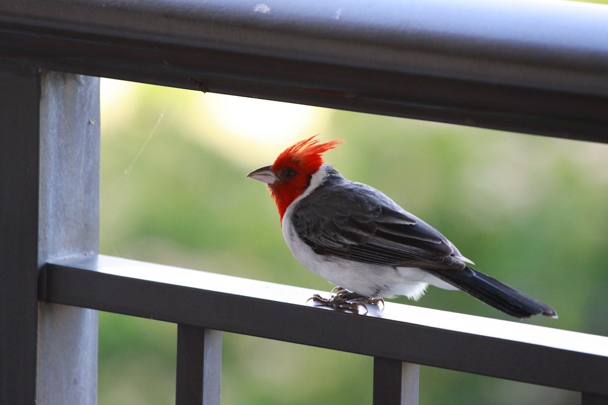 Red-crested Cardinal - ML622284131