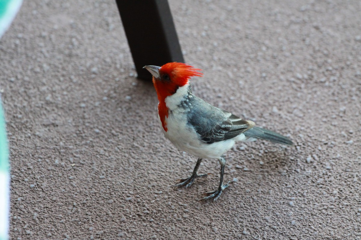 Red-crested Cardinal - ML622284132