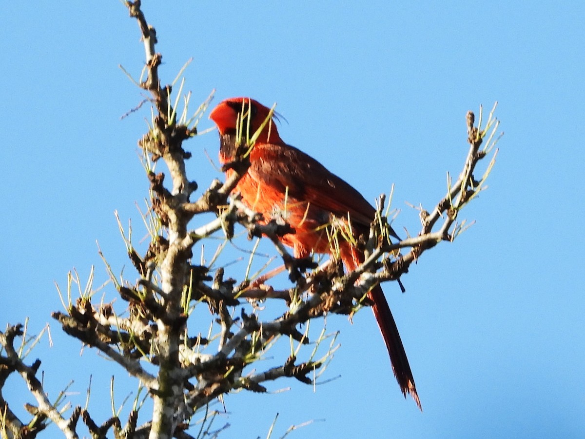 Northern Cardinal - ML622284133