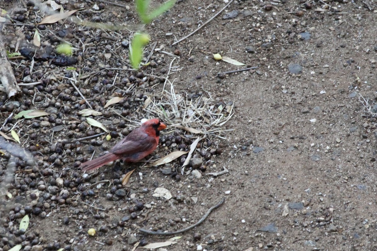 Northern Cardinal - Anika Balint