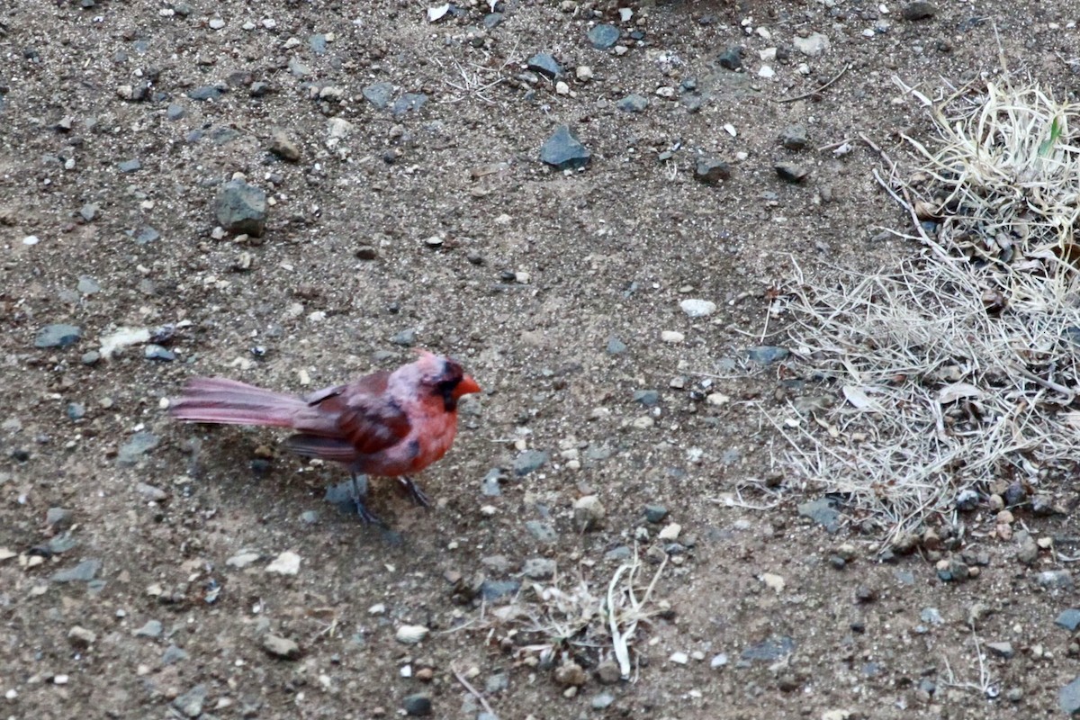 Northern Cardinal - ML622284137