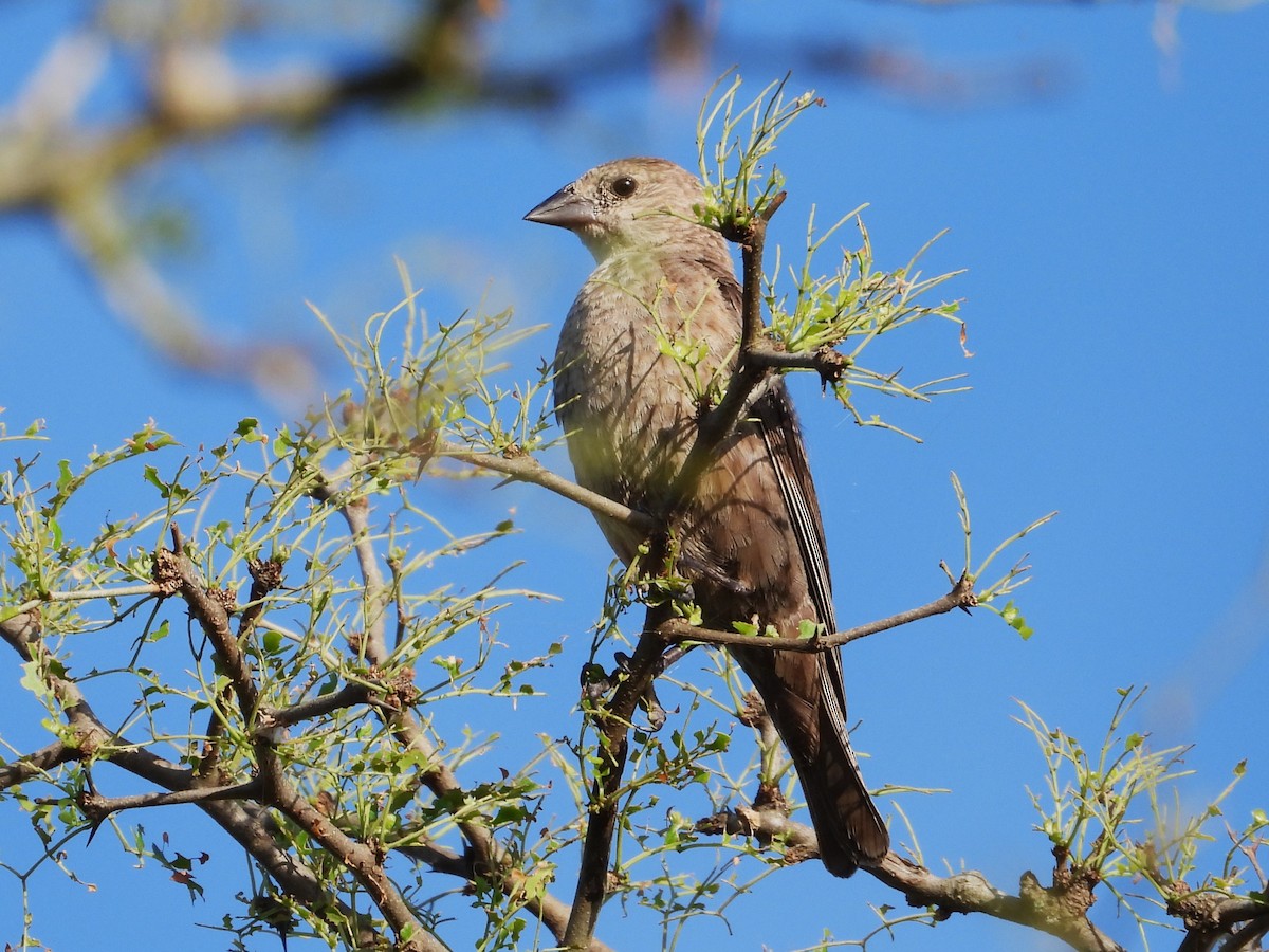 Bronzed Cowbird - ML622284140