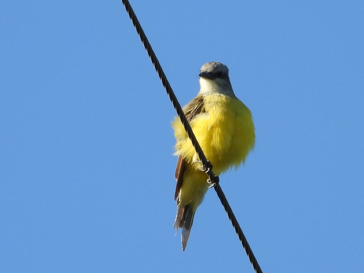 Couch's Kingbird - ML622284141