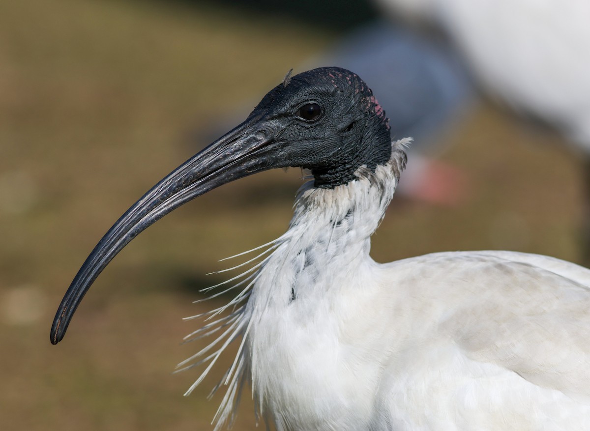 Australian Ibis - ML622284142