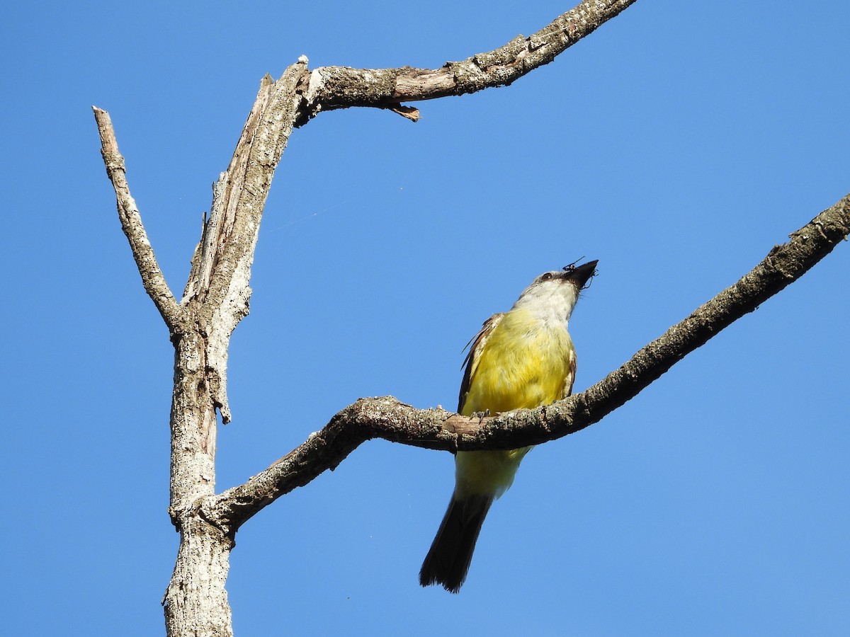 Couch's Kingbird - ML622284143