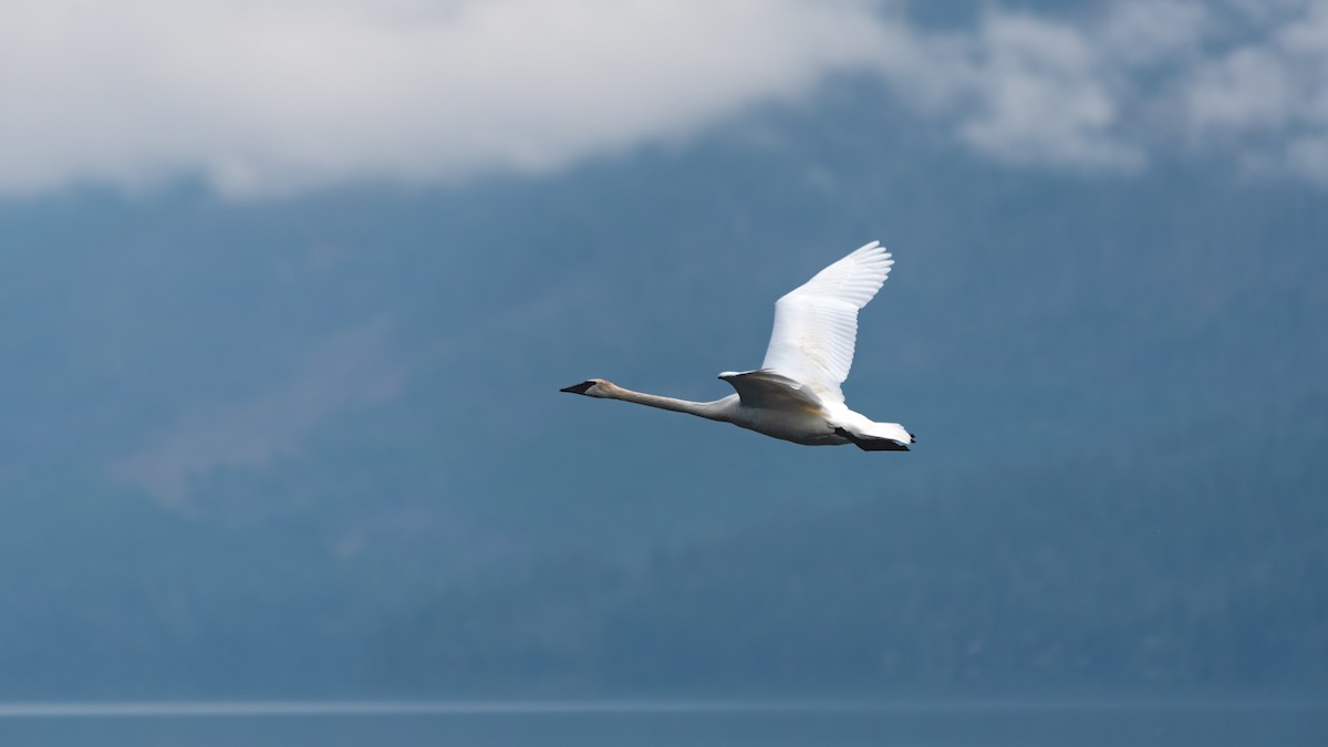 Trumpeter Swan - ML622284151