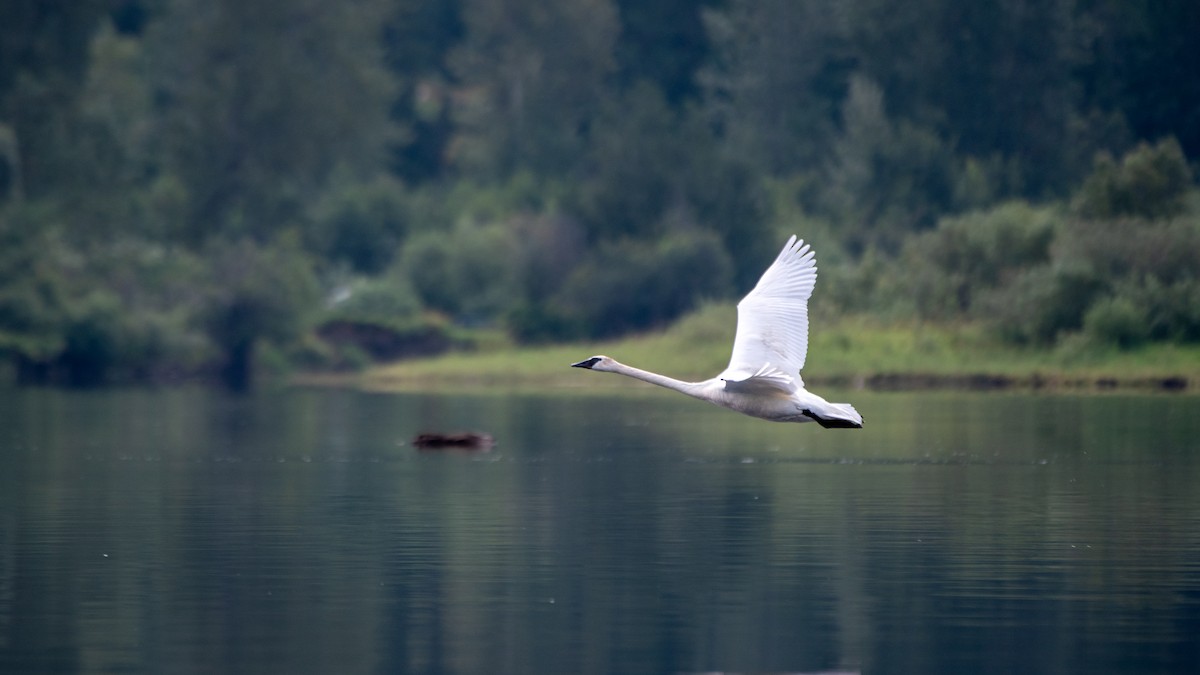 Trumpeter Swan - ML622284152