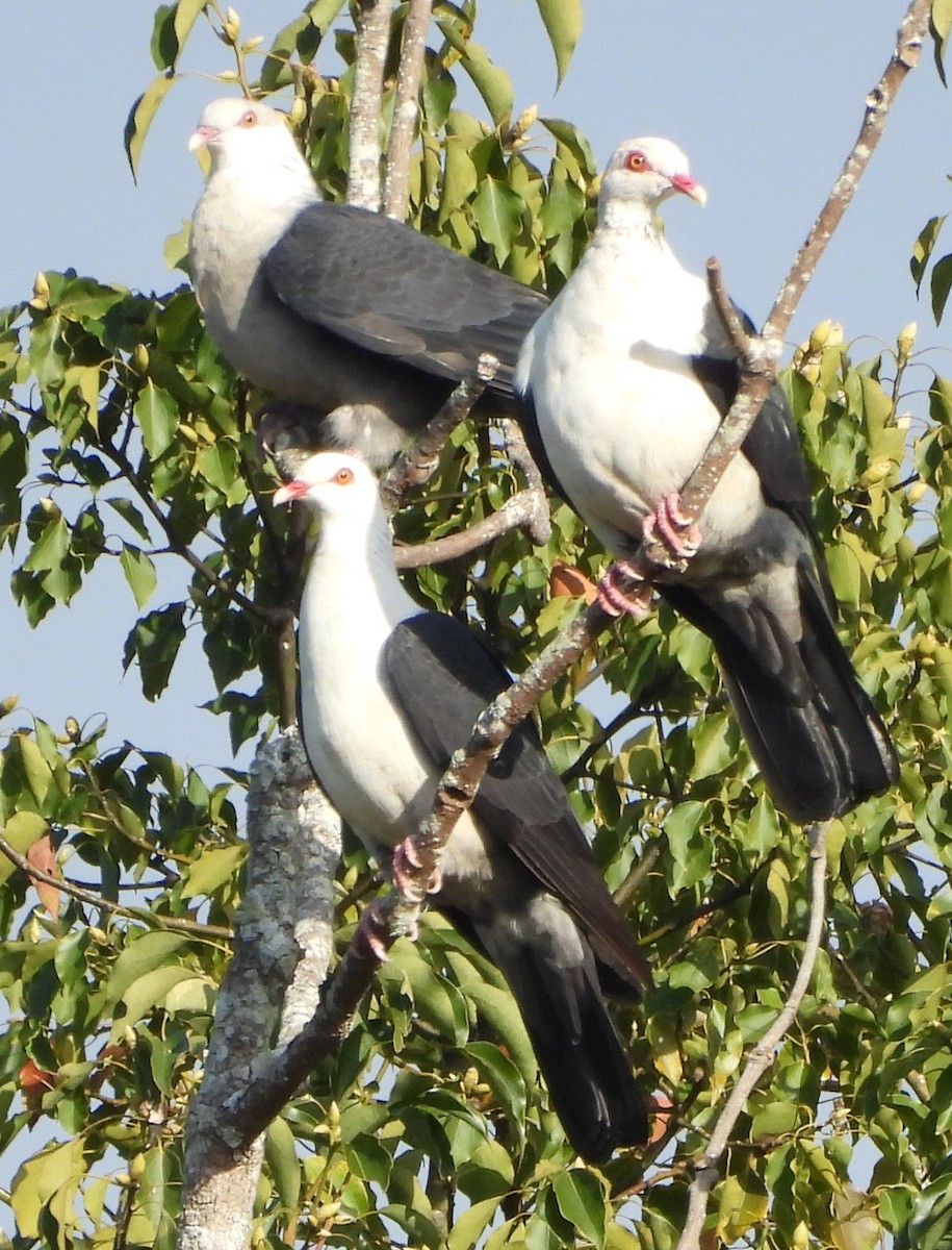 White-headed Pigeon - ML622284153