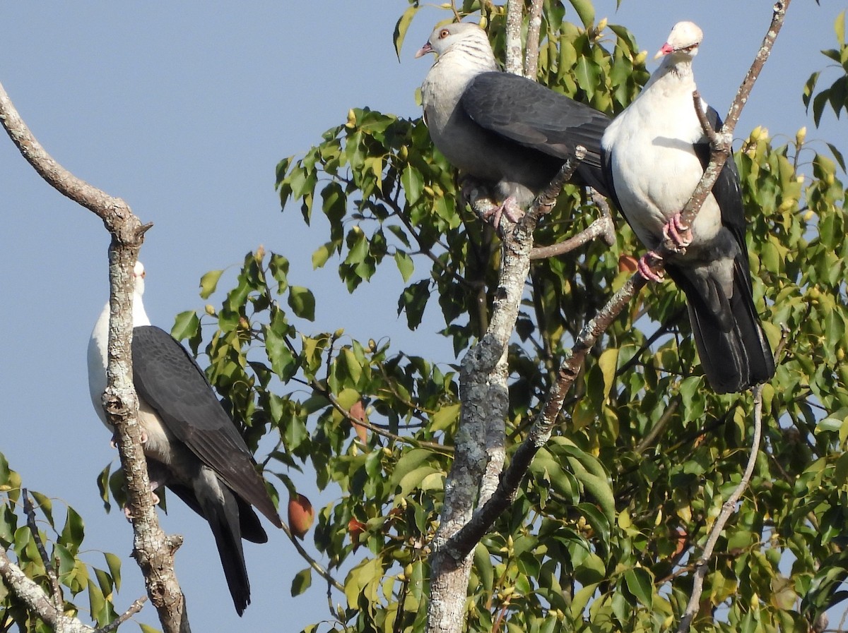 White-headed Pigeon - ML622284154