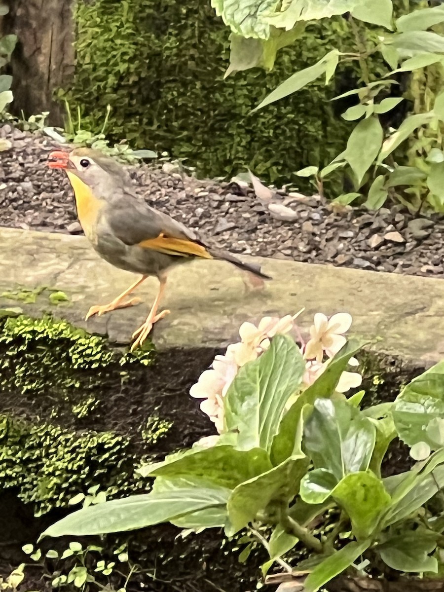 Red-billed Leiothrix - ML622284156