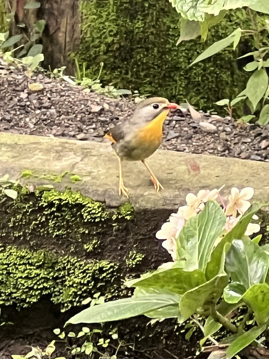 Red-billed Leiothrix - ML622284157