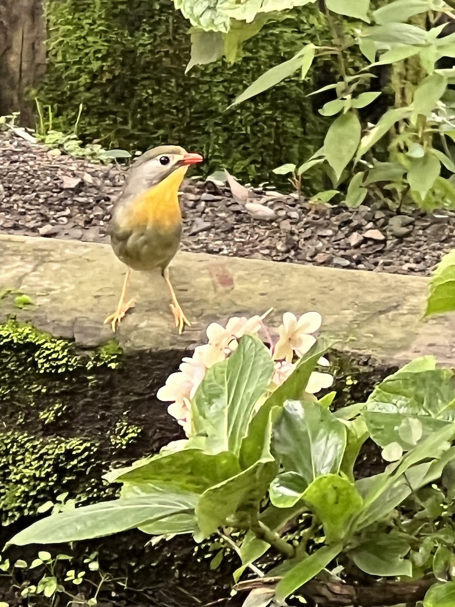 Red-billed Leiothrix - ML622284158