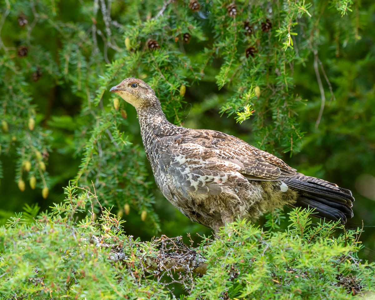 Dusky Grouse - ML622284160