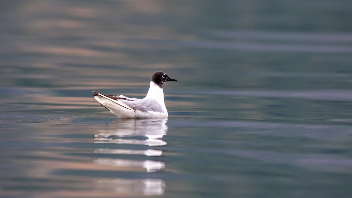Bonaparte's Gull - ML622284162