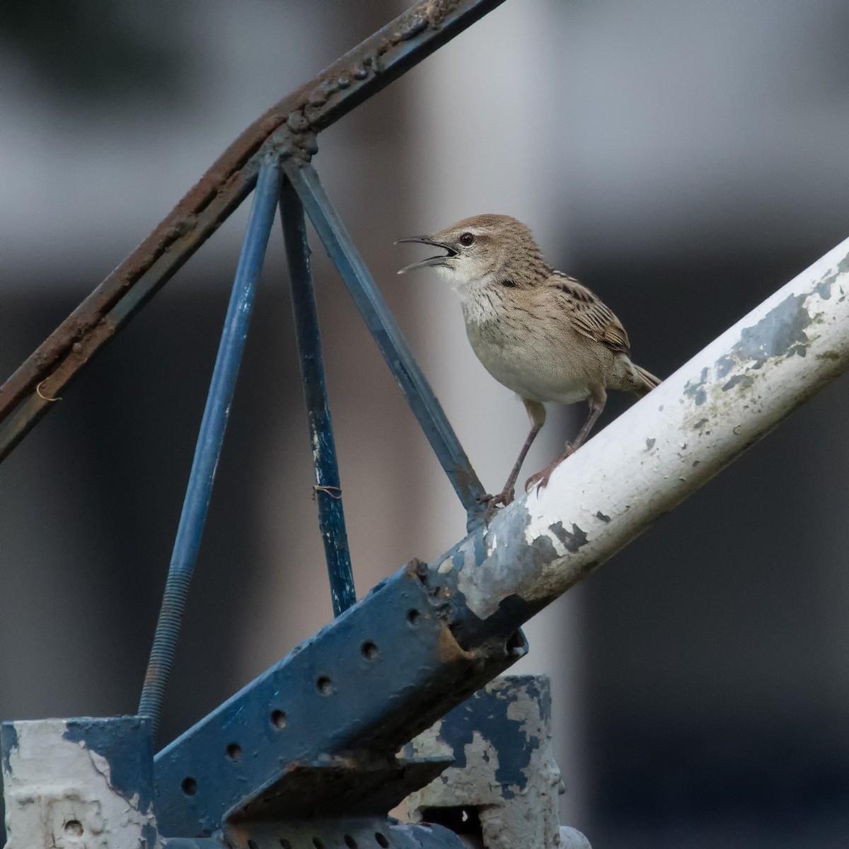Striated Grassbird - ML622284173