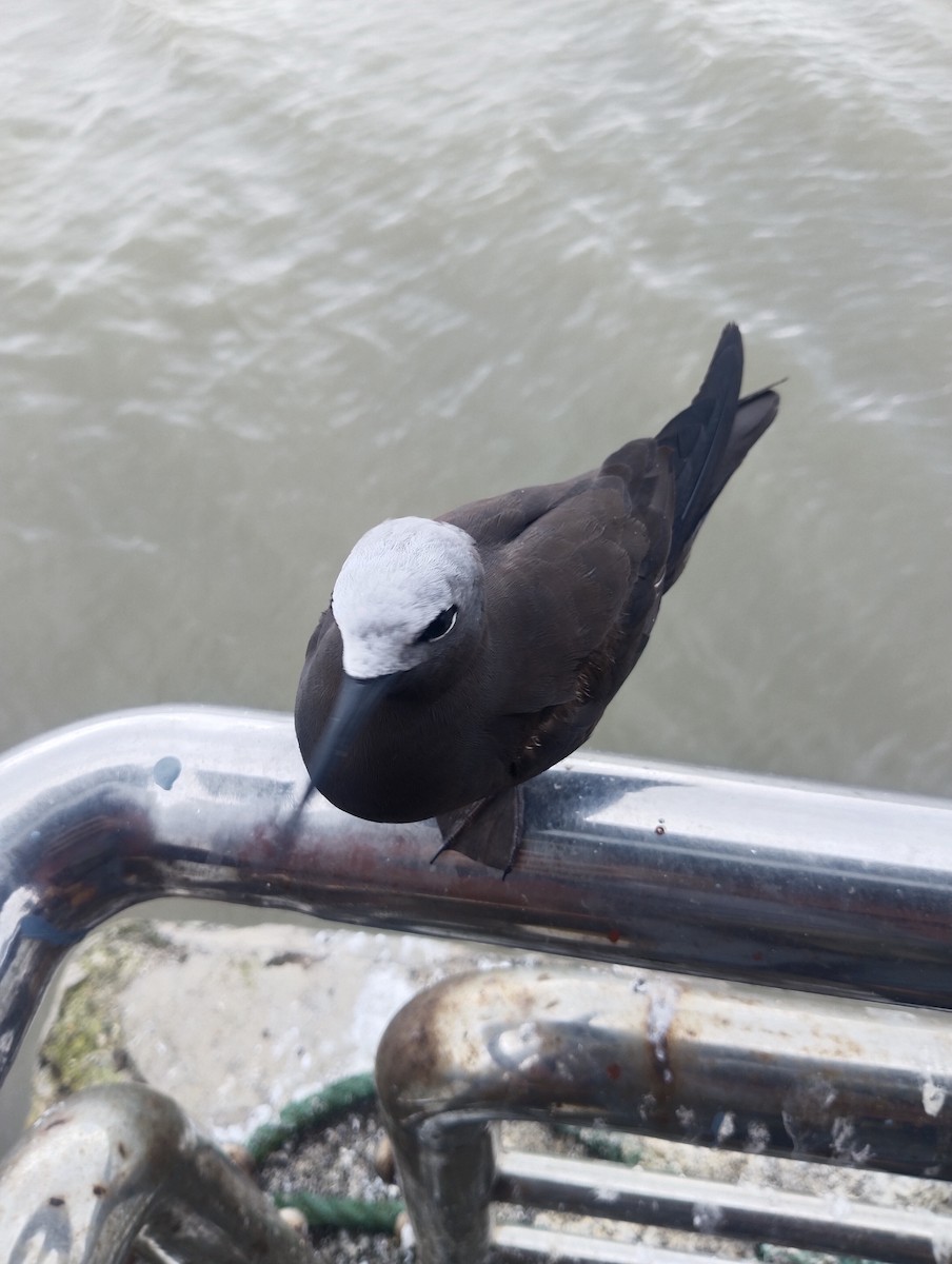 Lesser Noddy - ML622284337