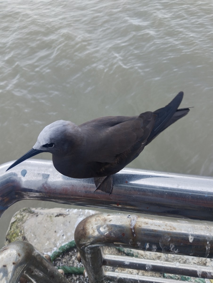 Lesser Noddy - ML622284340