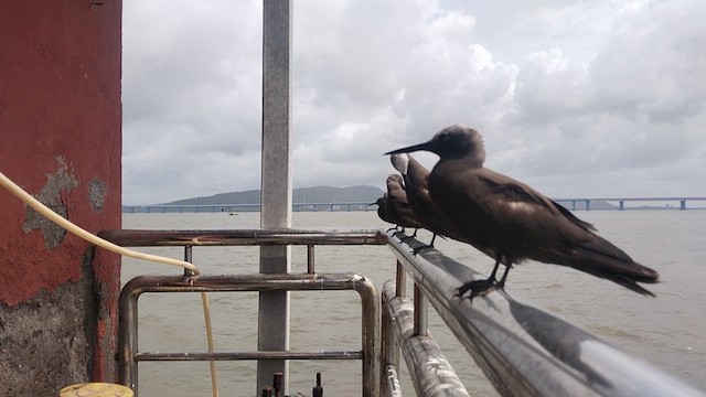 Lesser Noddy - ML622284341